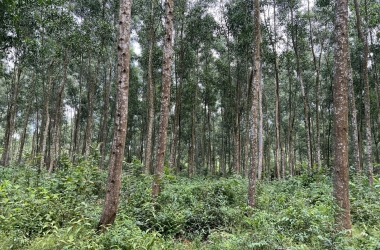 Gỗ rừng trồng FSC: Chìa khóa thành công của doanh nghiệp
